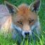 Fox-