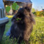 Mieczu the bunny lover