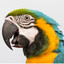 Sassiestparrot