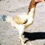 melay chicken