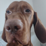 Knurzysław II Wielki