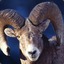 WillRam