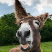 驴哥冲A你打璧?