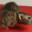 RadiationRat
