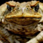 Cane Toad