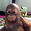 Budi_the_orangutan