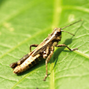 Nymph