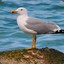 SCHMOOF_MÖWE