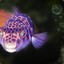 IndiglowPufferfish