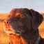 butterdog