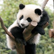 StolenPanda