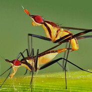 gibson the professional rapist