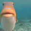 Dr. killer fish