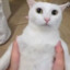 PokyPokoso