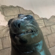 friendly sea lion