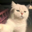 小猫老弟