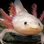 ninaxolotl