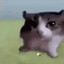 mitzmau