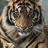 Khiaruhoan Steam avatar