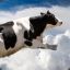 Flying Cows