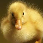 Kaczucha ArenaSkilla.pl