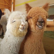 野猪骑士的小锤锤