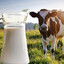 big milk