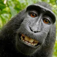 Barry_Macaque