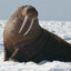 Male Walrus