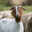 GOATmilk