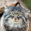 Manul