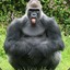 gorilla