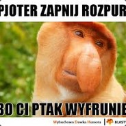 lubieplacka2
