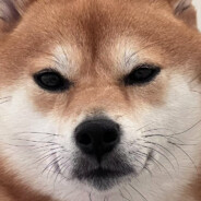 大丸子制造者懿昕SaMa