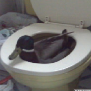 WC-Ente