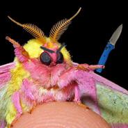 Mothmaam