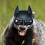 Batman (kaapo™)