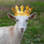 King of Goats