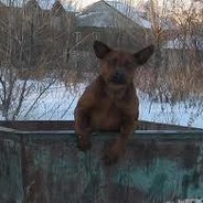 ебашу собак