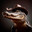 Alligator