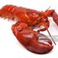 lobster