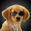 B Dogg