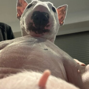 BROWniee The White DOG