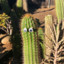 GoatedCactus