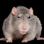 QueasyRattling
