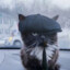 wild_barsik21