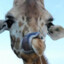 Giraffe&#039;s Tongue