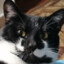 Cat_Gamer