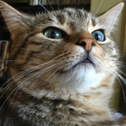 KittyCass