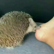 Hedgehog